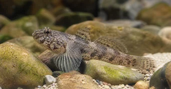 Rhinogobius wui RHINOGOBIUS WUI