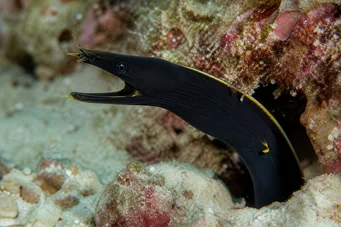 Rhinomuraena quaesita noir