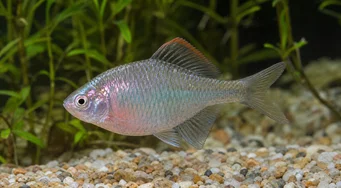 Rhodeus ocellatus Rhodeo ocellatus