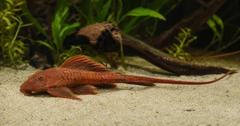 Rineloricaria sp rouge Rineloricaria roja