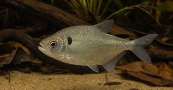 Roeboides descalvadensis Jorobado, cabeza al final de Descalvado