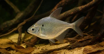 Roeboides meeki Tetra de vidrio