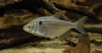 Roeboides paranensis