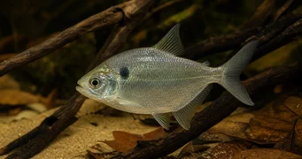Roeboides thurni Tetra de vidrio thum