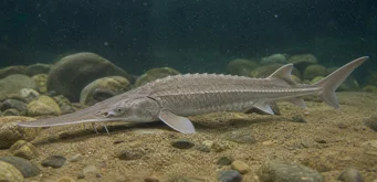Scaphirhynchus platorhynchus (Plataforma Sturgeon)