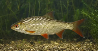 Scardinius erythrophthalmus (Rotengle)