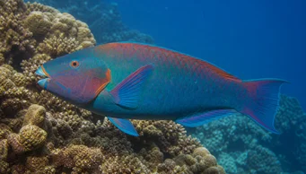 Scarus rubroviolaceus (Prado)