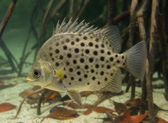 Scatophagus argus (Escatófago)