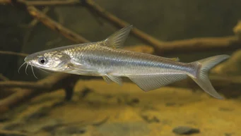Schilbe intermedius (Bagre de plata)