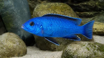Sciaenochromis fryeri (Ahli)