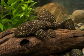 Silure ancistrus Antiguo
