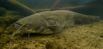 Silurus glanis (Bagre de glane / bagre grande)