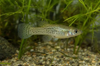 Skiffia francesae x multipunctatus (Skiffia francesae x multipuntatus)