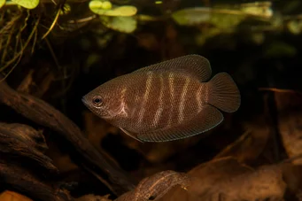 Sphaerichthys osphromenoides (Gourami de chocolate)