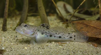 Stigmatogobius sadanundio Gobie manchado