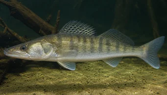 Stizostedion lucioperca (Clasificador)