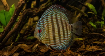 Symphisodon aequifasciata (Disco verde)