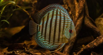 Symphysodon aequifasciata (Disco)