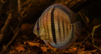 Symphysodon discus Heckel (Disco de heckel)
