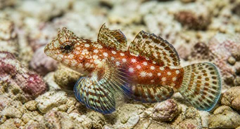 Synchiropus stellatus (Pez mandarín estrella)