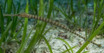Syngnathoides biaculeatus (Aguja de mar cursi)
