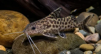 Synodontis contractus (Contracciones de Synodontis)