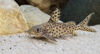 Synodontis multipunctatus (Synodonte manchado)
