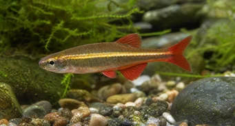 Tanichthys albonubes Pobre neón