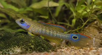Tateurndina ocellicauda Ocurrir