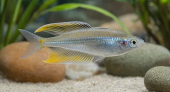 Telmatherina ladigesi Arcoiris del famoso