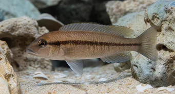 Telmatochromis temporalis Temporal