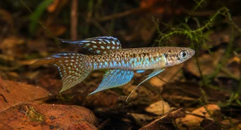 Terranatos dolichopterus Killie-gae