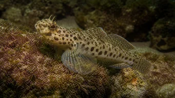 Thorogobius ephippiatus Leopardo gobie