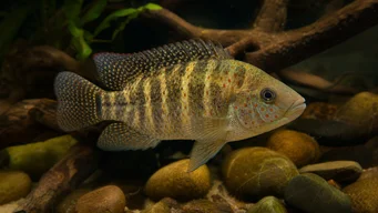 Tilapia mariae Tilapia de cinco bandas