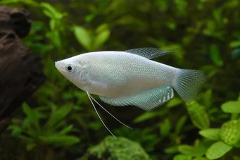 Trichogaster microlepis Luna gourami