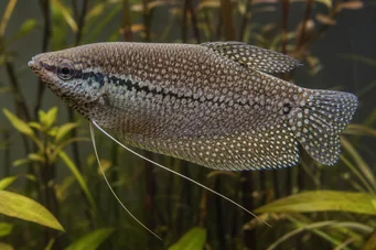 Trichogaster pectoralis Gourami de piel de serpiente