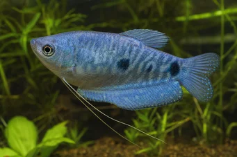 Trichogaster trichopterus sumatranus Gourami con tres puntos dorados