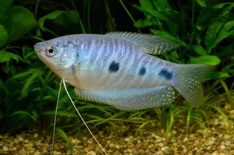 Trichogaster trichopterus Tres puntos, Blue Gourami