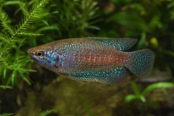 Trichopsis pumila Gourami enano