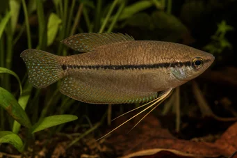 Trichopsis vittatus Gourami aullador