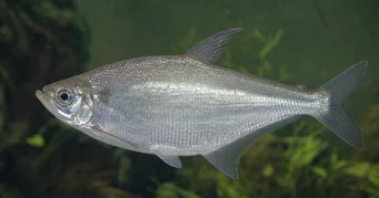 Triportheus albus Tetra Maker con aletas amarillas