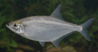 Triportheus angulatus Marcado