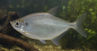 Triportheus rotundatus Ballesta redonda tetra