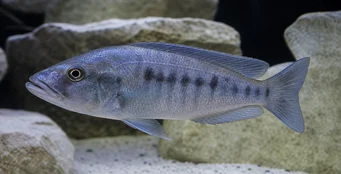 Tyrannochromis macrostoma Macrostoma tirannochromis