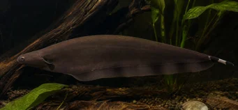 Xenomystus nigri (Revendedor)