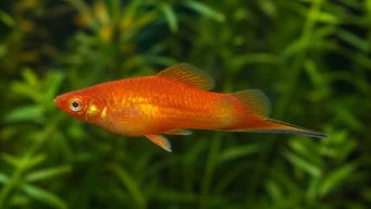 Xipho platy Platy epée