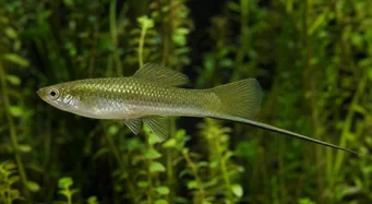 Xiphophorus helleri Titular de la escuela (xipho)