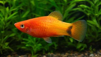 Xiphophorus maculatus Plathy