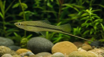 Xiphophorus montezumae (Soporte de espada de Montezuma)