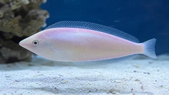 Xyrichthys novacula